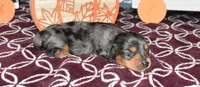 heston, a male Miniature Dachshund for sale in Grovespring, MO – Photo 5 of 7