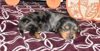 heston, a male Miniature Dachshund for sale in Grovespring, MO – Photo 4 of 7