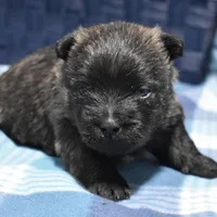 sadie, a female Cairn Terrier for sale in Grovespring, MO – Photo 4 of 9