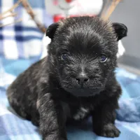 sadie, a female Cairn Terrier for sale in Grovespring, MO – Photo 2 of 9