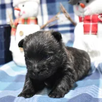 sadie, a female Cairn Terrier for sale in Grovespring, MO – Photo 6 of 9