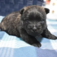 sadie, a female Cairn Terrier for sale in Grovespring, MO – Photo 1 of 9