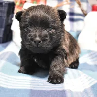 sadie, a female Cairn Terrier for sale in Grovespring, MO – Photo 8 of 9