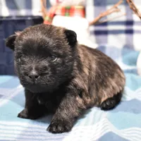 sadie, a female Cairn Terrier for sale in Grovespring, MO – Photo 9 of 9
