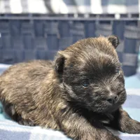 sadie, a female Cairn Terrier for sale in Grovespring, MO – Photo 7 of 9