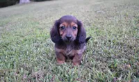 joby, a female Miniature Dachshund for sale in Grovespring, MO – Photo 4 of 10