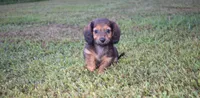 joby, a female Miniature Dachshund for sale in Grovespring, MO – Photo 7 of 10