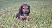 joby, a female Miniature Dachshund for sale in Grovespring, MO – Photo 1 of 10