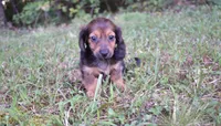 joby, a female Miniature Dachshund for sale in Grovespring, MO – Photo 6 of 10