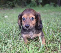 joby, a female Miniature Dachshund for sale in Grovespring, MO – Photo 3 of 10