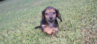 joby, a female Miniature Dachshund for sale in Grovespring, MO – Photo 9 of 10