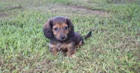 joby, a female Miniature Dachshund for sale in Grovespring, MO – Photo 10 of 10