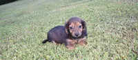joby, a female Miniature Dachshund for sale in Grovespring, MO – Photo 5 of 10