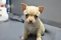 processed/108bccda-383c-4a33-a52a-cb61a97dfcad/listing/e51e8dd9-6668-44d6-8c50-04ca68427318/638e97c4-9a8d-4e9f-836a-87e2c2573411