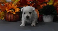 lance, a male West Highland White Terrier for sale in Grovespring, MO – Photo 5 of 10