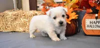 lance, a male West Highland White Terrier for sale in Grovespring, MO – Photo 4 of 10