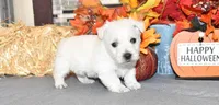 lance, a male West Highland White Terrier for sale in Grovespring, MO – Photo 8 of 10