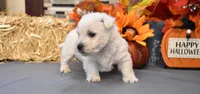 lance, a male West Highland White Terrier for sale in Grovespring, MO – Photo 9 of 10