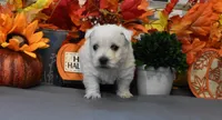 lance, a male West Highland White Terrier for sale in Grovespring, MO – Photo 3 of 10
