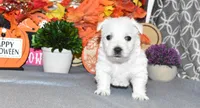 lance, a male West Highland White Terrier for sale in Grovespring, MO – Photo 6 of 10