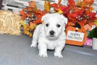 lance, a male West Highland White Terrier for sale in Grovespring, MO – Photo 7 of 10