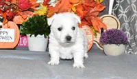 lance, a male West Highland White Terrier for sale in Grovespring, MO – Photo 10 of 10