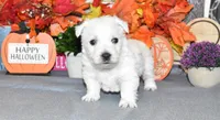 lance, a male West Highland White Terrier for sale in Grovespring, MO – Photo 1 of 10