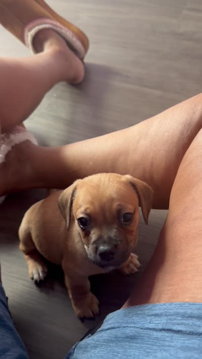Milo, a male Dachshund and Pug for sale in Columbia, SC – 9 of 10