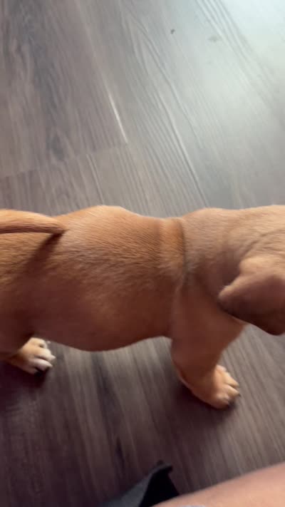 Jip Jip, a male Dachshund for sale in Columbia, SC – 9 of 10