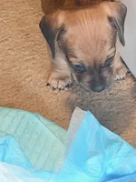 Milo, a male Dachshund and Pug for sale in Columbia, SC – 3 of 10