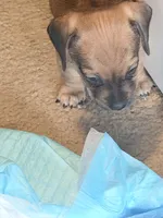 Milo, a male Dachshund and Pug for sale in Columbia, SC – 4 of 10