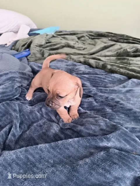 Milo – Dachshund, Pug puppy for sale in Columbia, SC
