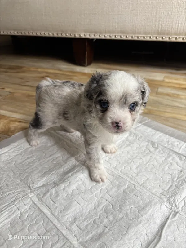 Bandit – Toy Australian Shepherd puppy for sale in Houston, TX