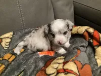 Bandit, a male Toy Australian Shepherd for sale in Houston, TX – Photo 2 of 2