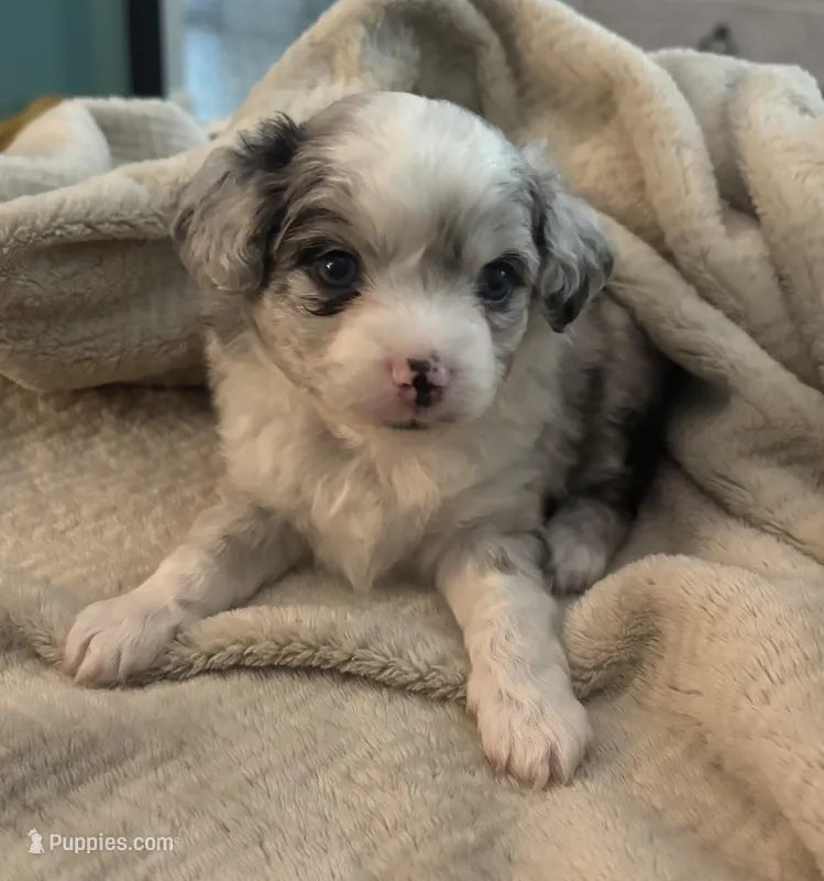 Bandit – Toy Australian Shepherd puppy for sale in Houston, TX