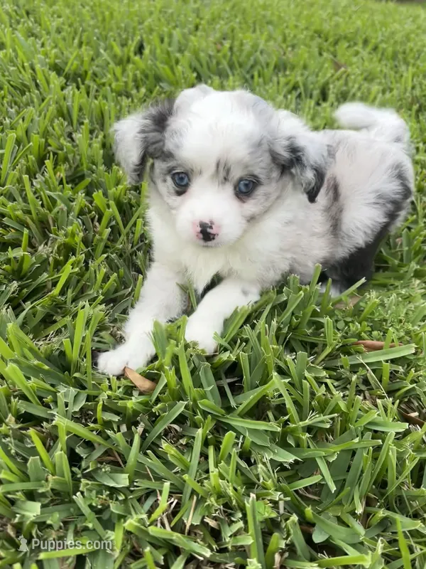 Bandit – Toy Australian Shepherd puppy for sale in Houston, TX