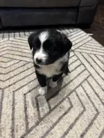 Stripe, a male Toy Australian Shepherd for sale in Houston, TX – Photo 8 of 10