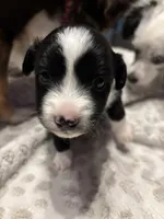 Stripe, a male Toy Australian Shepherd for sale in Houston, TX – Photo 3 of 3