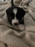 Stripe, a male Toy Australian Shepherd for sale in Houston, TX – Photo 2 of 3