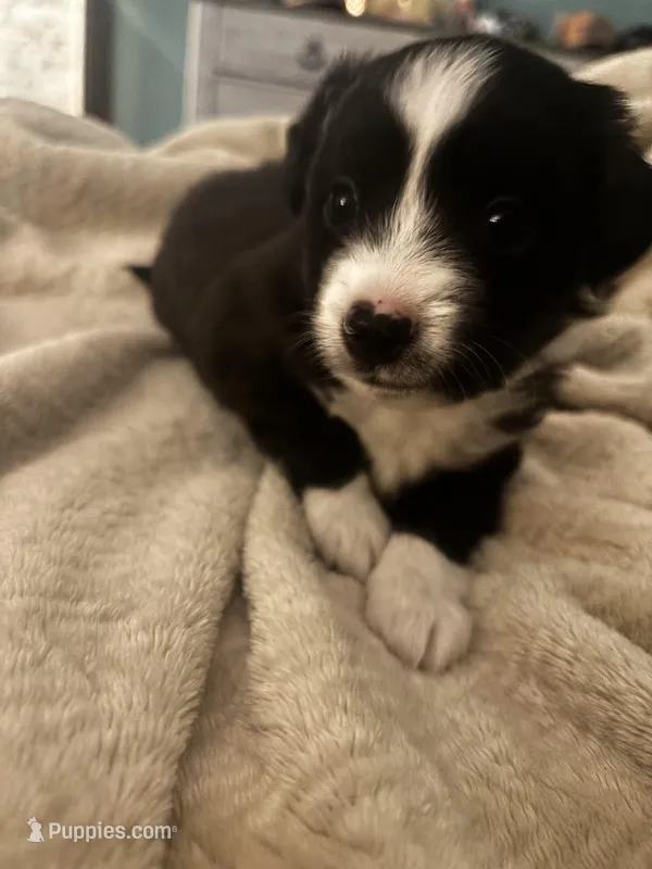 Stripe – Toy Australian Shepherd puppy for sale in Houston, TX