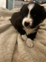 Stripe, a male Toy Australian Shepherd for sale in Houston, TX – Photo 1 of 3