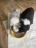 Stripe, a male Toy Australian Shepherd for sale in Houston, TX – Photo 10 of 10