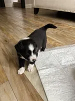 Stripe, a male Toy Australian Shepherd for sale in Houston, TX – Photo 2 of 10