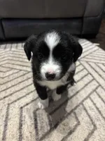 Stripe, a male Toy Australian Shepherd for sale in Houston, TX – Photo 7 of 10