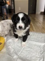 Stripe, a male Toy Australian Shepherd for sale in Houston, TX – Photo 1 of 10
