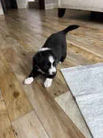 Stripe, a male Toy Australian Shepherd for sale in Houston, TX – Photo 6 of 10