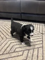 Stripe, a male Toy Australian Shepherd for sale in Houston, TX – Photo 9 of 10