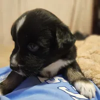 Black Beauty , a female Australian Shepherd for sale in Uxbridge, MA – 7 of 8