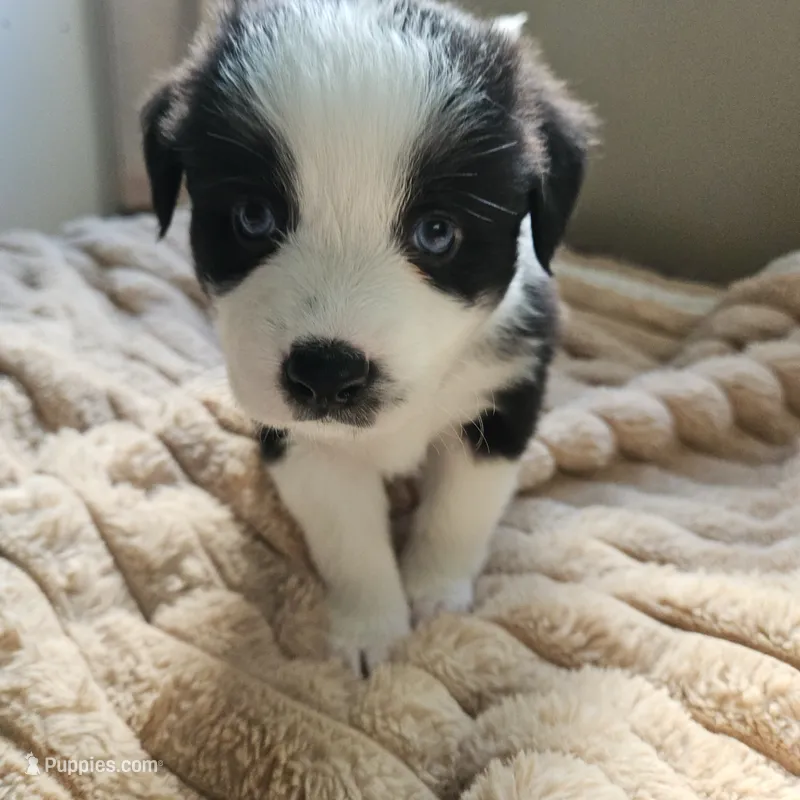 Phantom  – Australian Shepherd puppy for sale in Uxbridge, MA