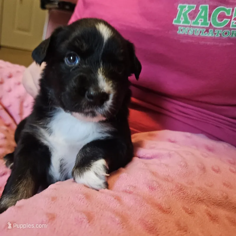 Black Beauty  – Australian Shepherd puppy for sale in Uxbridge, MA